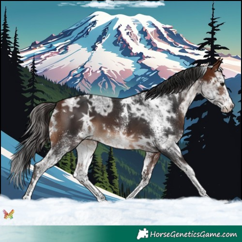 Horse Color:White Spotted Bay Ice 