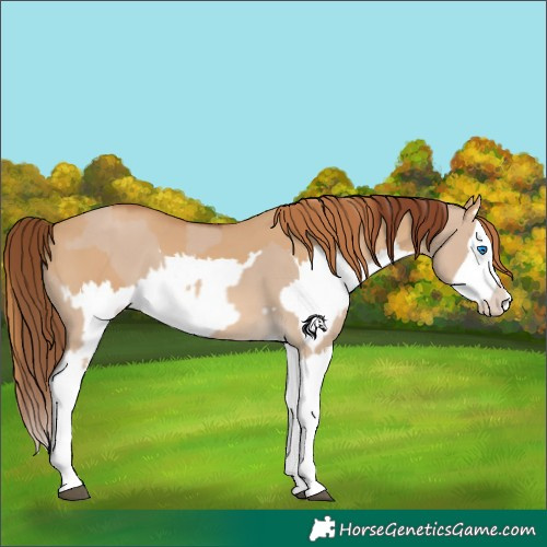 Horse Color:Red Dun Splash  and Red Dun Splash 