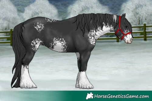 Horse Color:White Spotted Black