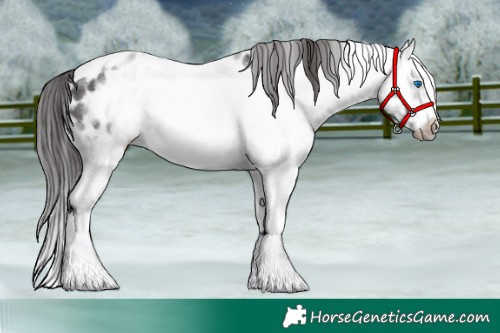 Horse Color:White Spotted Smoky Black Splash Frame Appaloosa 
