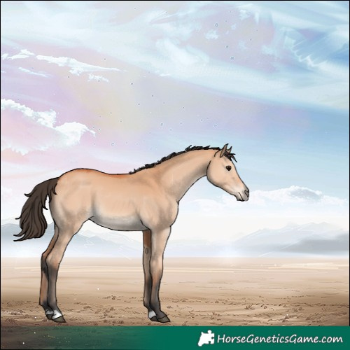 Horse Color:Bay Dun 