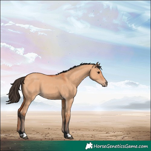 Horse Color:Bay Dun