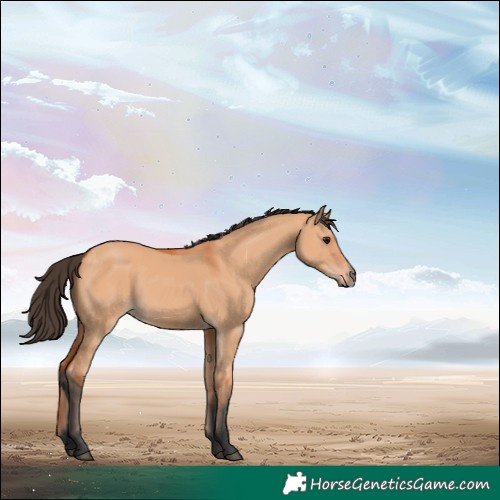 Horse Color:Bay Dun 