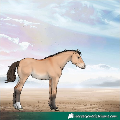 Horse Color:Bay Dun
