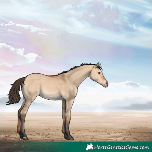 Horse Color:Bay Dun
