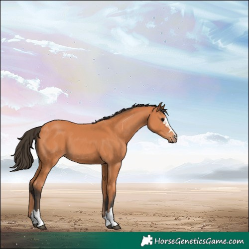 Horse Color:Bay 