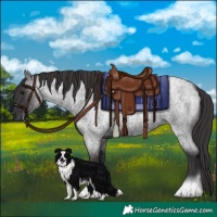 Horse Color:Smoky Blue Roan