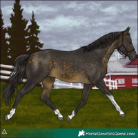 Horse Color:Buckskin Tobiano