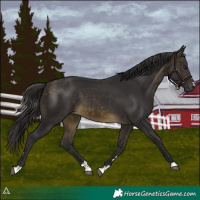 Horse Color:Buckskin 