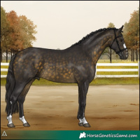 Horse Color:Buckskin 