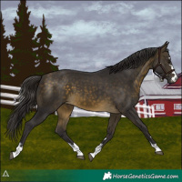 Horse Color:Buckskin 