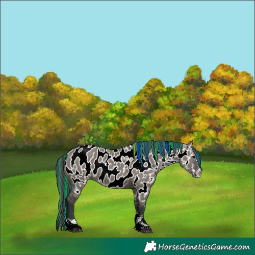 Horse Color:Painted Grullo Near Leopard 