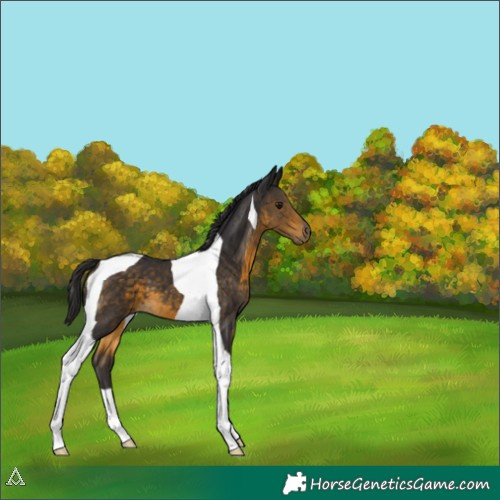 Horse Color:Buckskin Tobiano 