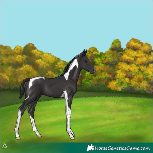 Horse Color:Smoky Black Tobiano 