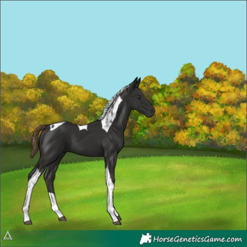 Horse Color:Liver Chestnut Tobiano 
