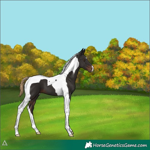 Horse Color:Liver Chestnut Tobiano 