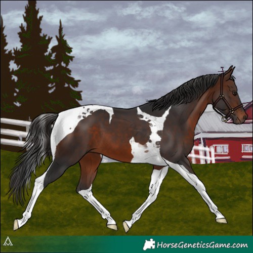 Horse Color:Brown Tobiano 