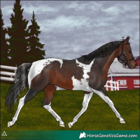 Horse Color:Brown Tobiano 