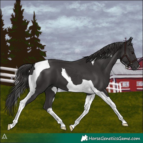 Horse Color:Smoky Black Tobiano 