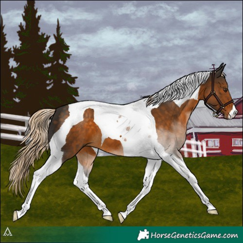 Horse Color:Chocolate Palomino Tobiano 