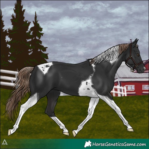 Horse Color:Liver Chestnut Tobiano 