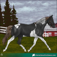 Horse Color:Liver Chestnut Tobiano 