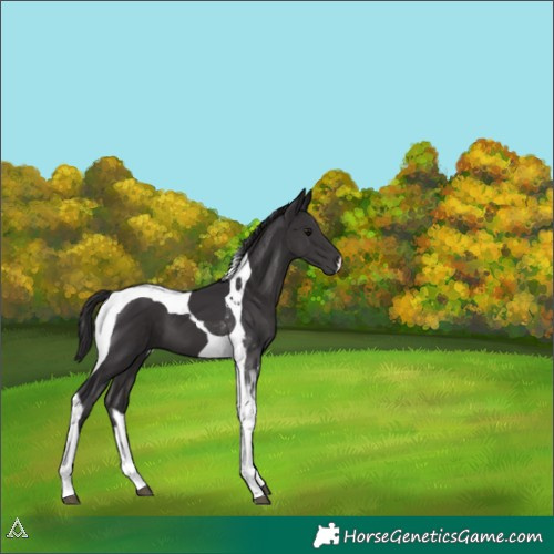 Horse Color:Smoky Black Tobiano 