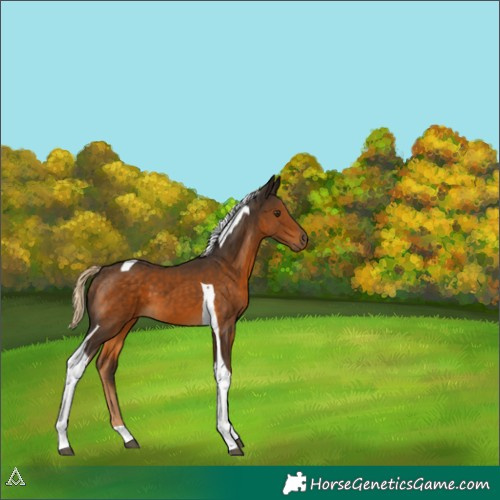 Horse Color:Chocolate Palomino Tobiano 