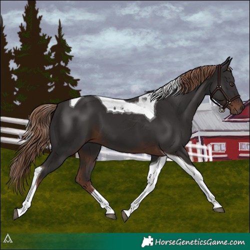 Horse Color:Liver Chestnut Tobiano 