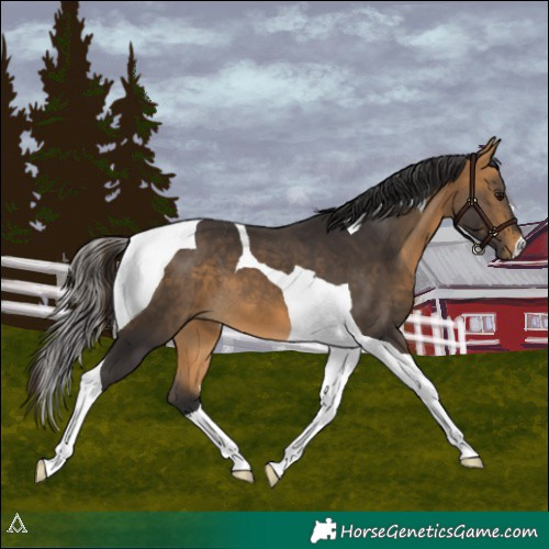 Horse Color:Buckskin Tobiano