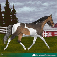 Horse Color:Buckskin Tobiano 