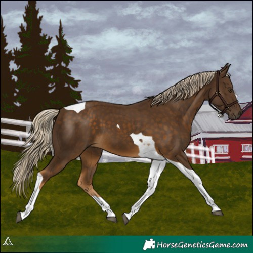 Horse Color:Chocolate Palomino Tobiano 