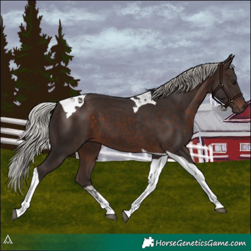 Horse Color:Silver Brown Tobiano 