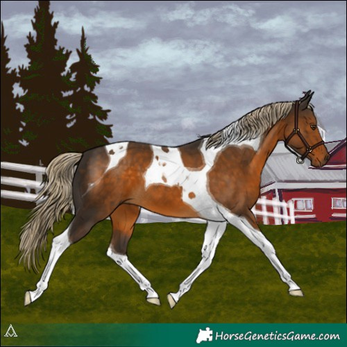 Horse Color:Chocolate Palomino Tobiano 