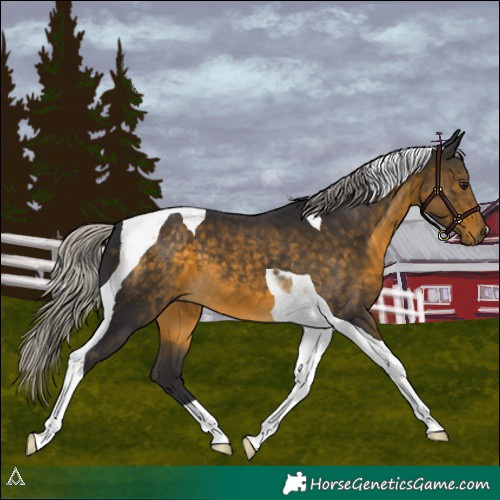 Horse Color:Silver Buckskin Tobiano 