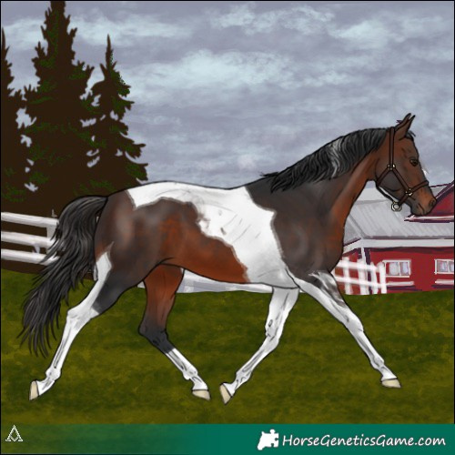 Horse Color:Brown Tobiano 