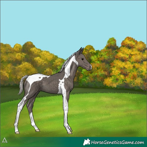 Horse Color:Silver Black Tobiano 
