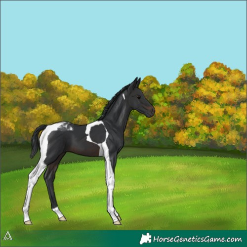 Horse Color:Brown Tobiano 