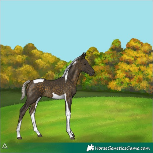 Horse Color:Silver Buckskin Tobiano 
