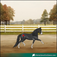 Horse Color:Black Sabino 