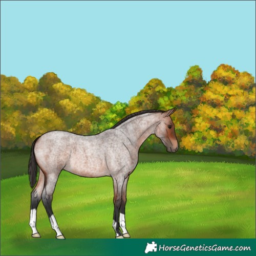 Horse Color:Bay Roan 