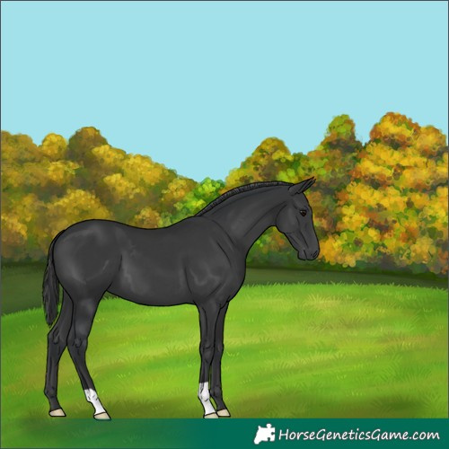 Horse Color:Black 