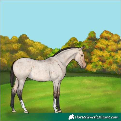Horse Color:Bay Roan Dun 