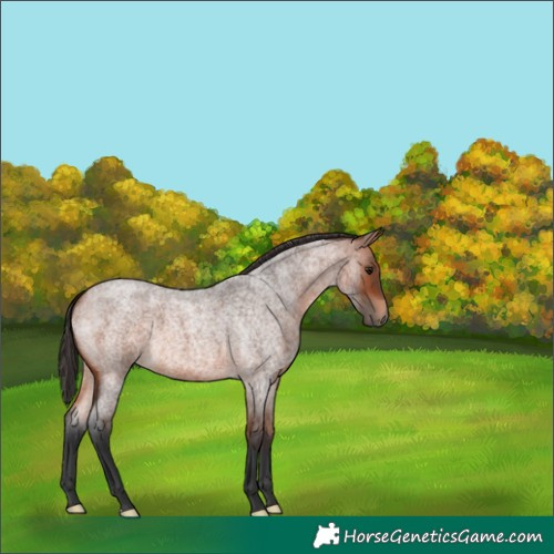 Horse Color:Bay Roan 