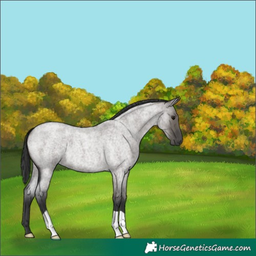 Horse Color:Grullo Roan 
