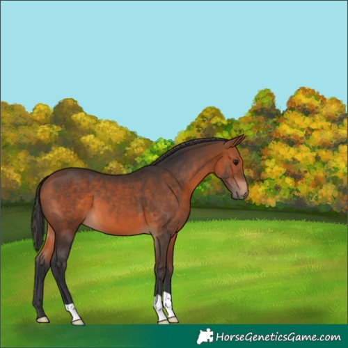 Horse Color:Bay 