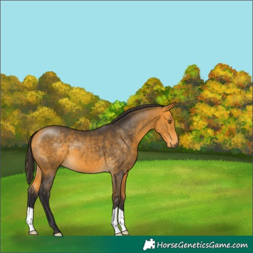 Horse Color:Buckskin 