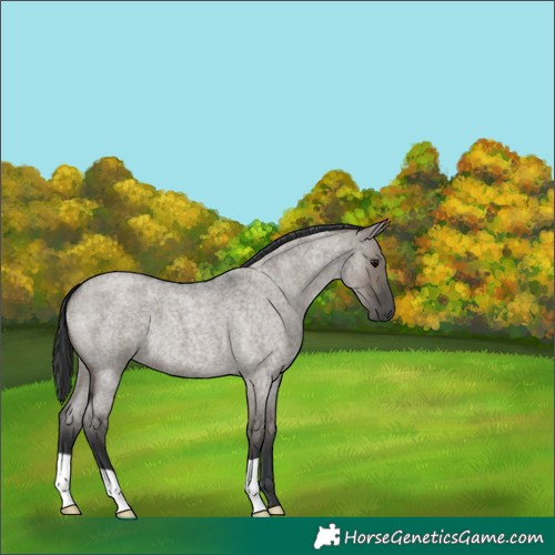 Horse Color:Grullo Roan 