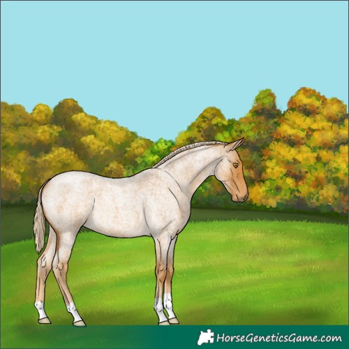 Horse Color:Palomino Roan 