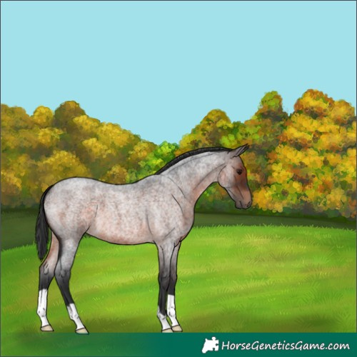 Horse Color:Brown Roan 
